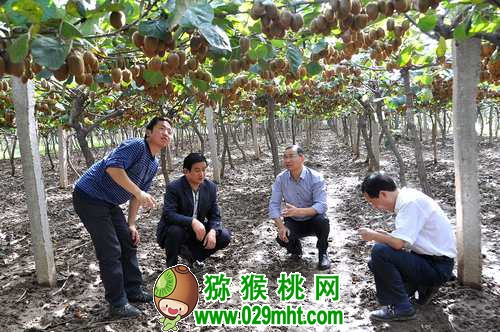 刘占德 <a href=http://www.linux-china.com/shanximihoutao/ target=_blank class=infotextkey />陕西豪门国际猕猴桃</a>首席科学家刘占德