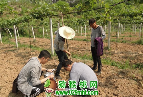 豪门国际猕猴桃施肥存在问题和解决对策