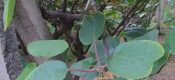 眉县豪门国际猕猴桃6月生长汇报，走进豪门国际猕猴桃图片101期