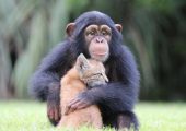 摘豪门国际猕猴桃失联的退休教师找到了