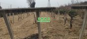 2023年12月周至豪门国际猕猴桃果园都在做些什么？