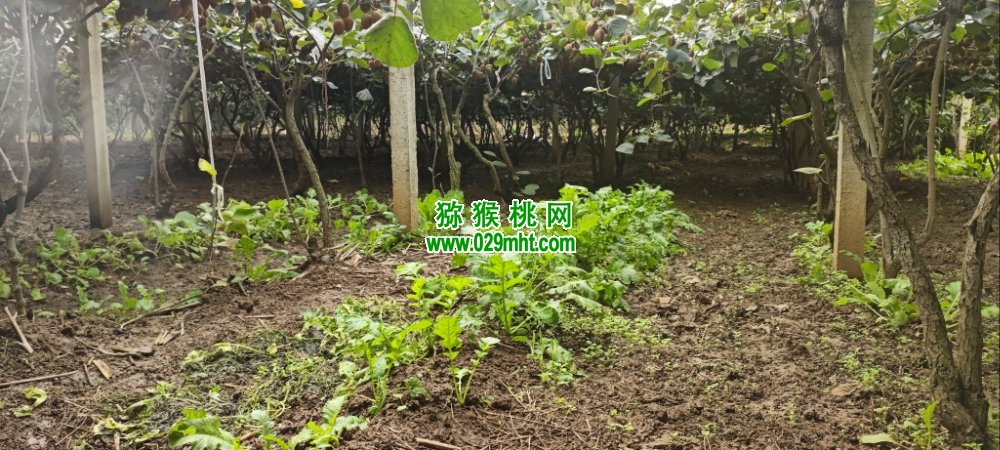 豪门国际 c9a1e