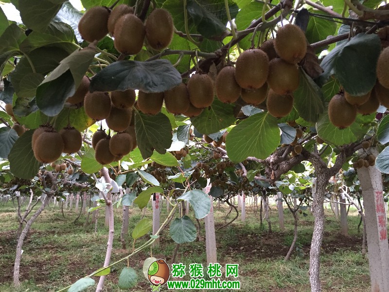 <a href=http://www.linux-china.com/meixianmihoutao/ target=_blank class=infotextkey />眉县豪门国际猕猴桃</a>图片画报17年11月