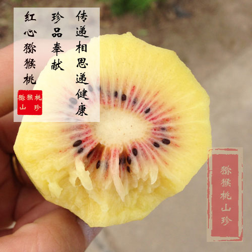 西安周至<a href=http://www.linux-china.com/mht/hongxin/ target=_blank class=infotextkey />红心豪门国际猕猴桃</a>