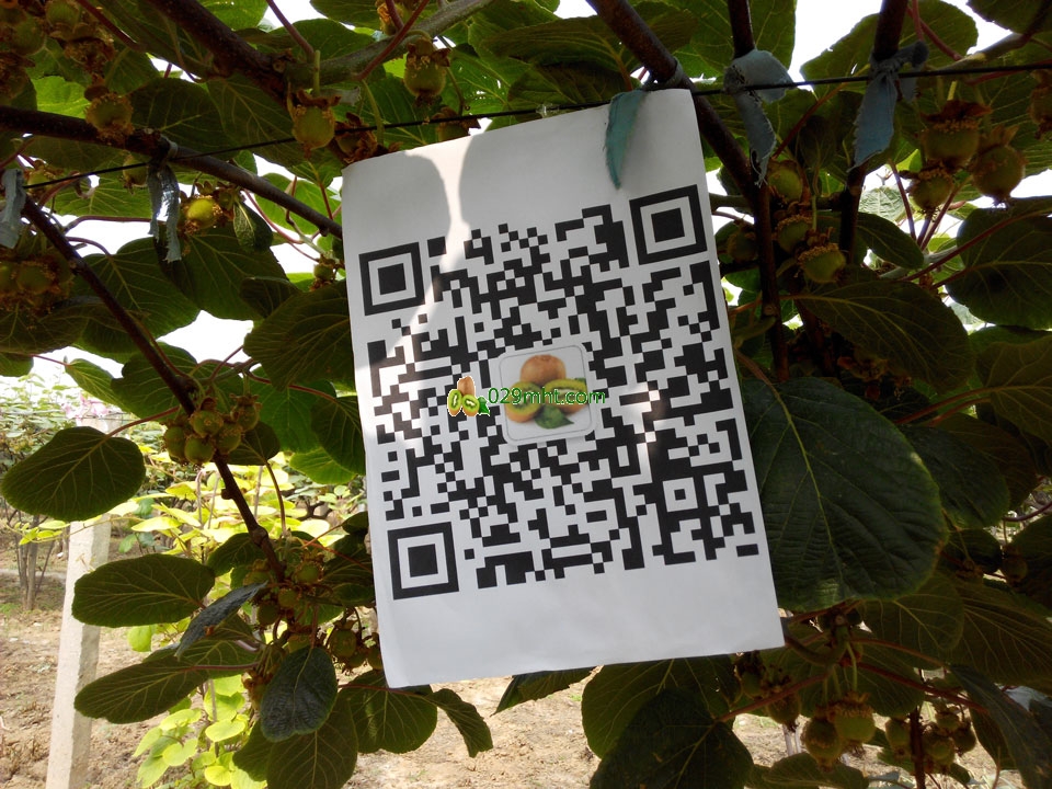 <a href=http://www.linux-china.com/zhouzhimihoutao/ target=_blank class=infotextkey />周至豪门国际猕猴桃</a>信息网豪门国际猕猴桃家庭农场画报