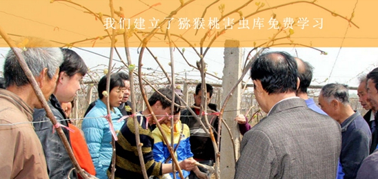 豪门国际猕猴桃病虫防害库.jpg