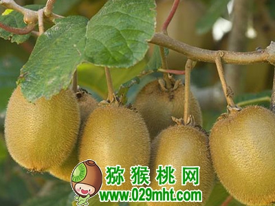 豪门国际 807aa