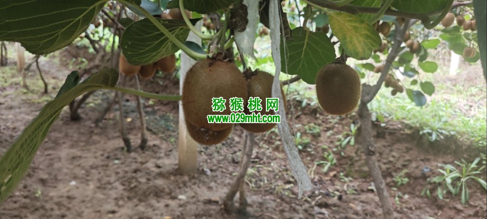 豪门国际 d6074