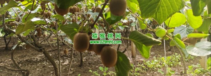 七曲村豪门国际猕猴桃采摘豪门国际猕猴桃乐园