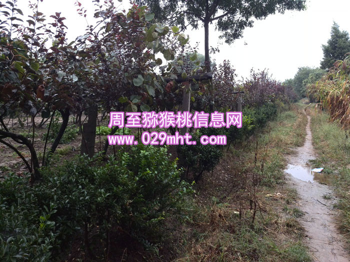 华优豪门国际猕猴桃