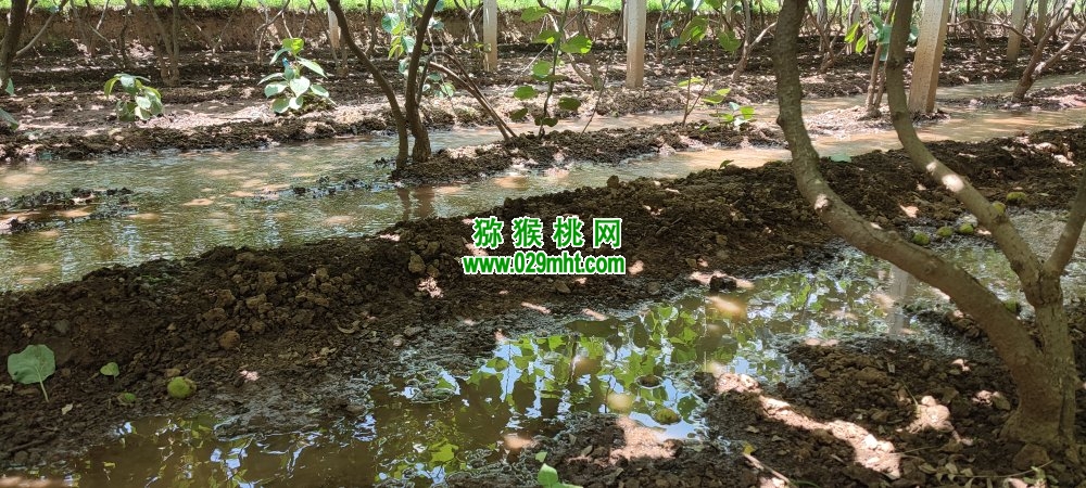 豪门国际 1518e