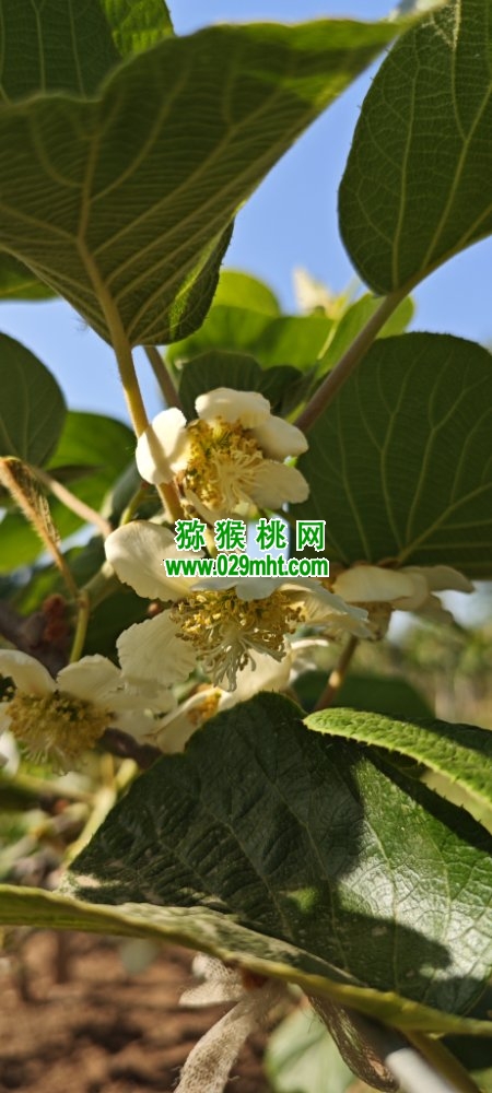 豪门国际 dd43e