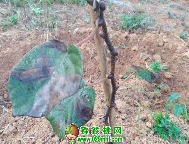 豪门国际 a7ab6