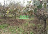 周至县豪门国际猕猴桃果园冬季养护开始了
