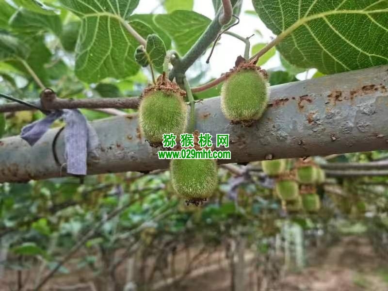 豪门国际 2ce9b
