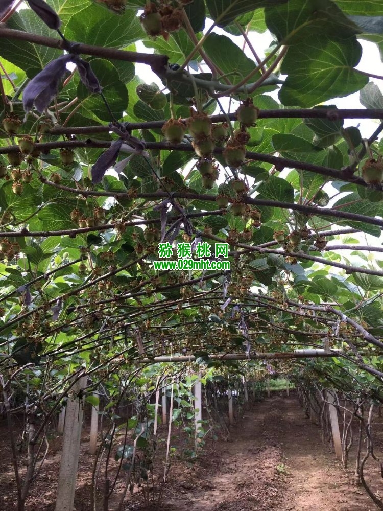 豪门国际 25184