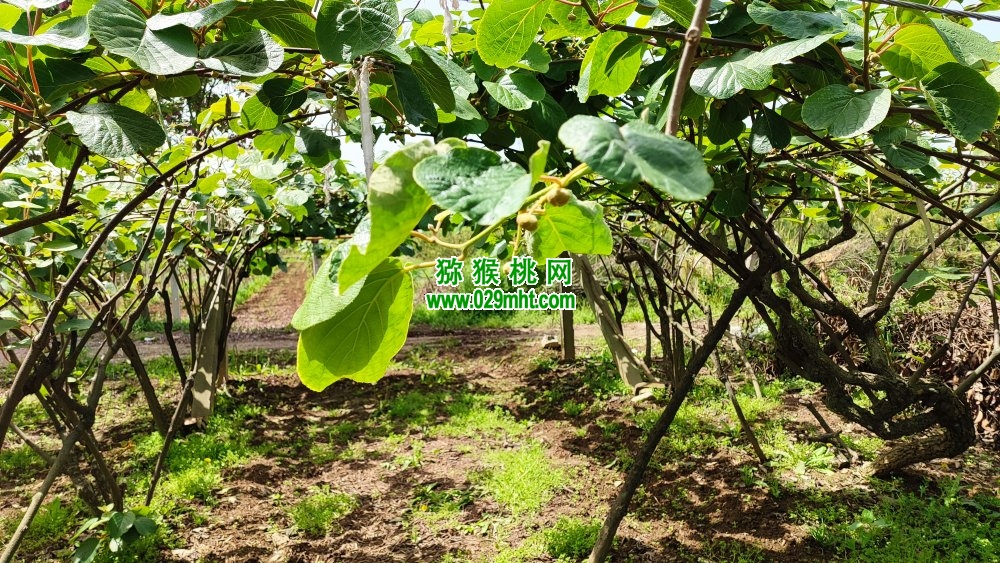 豪门国际 06144