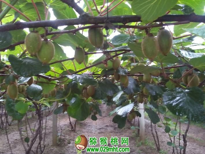【图】6月份陕西省豪门国际猕猴桃图片