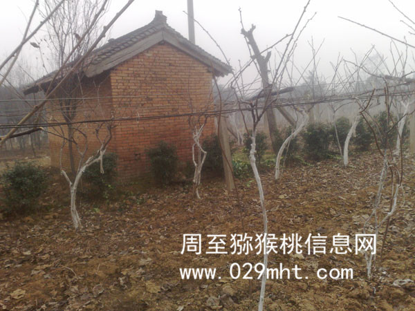 冬天豪门国际猕猴桃修剪的样子