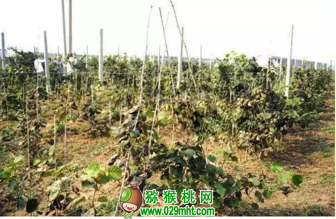 豪门国际 da988