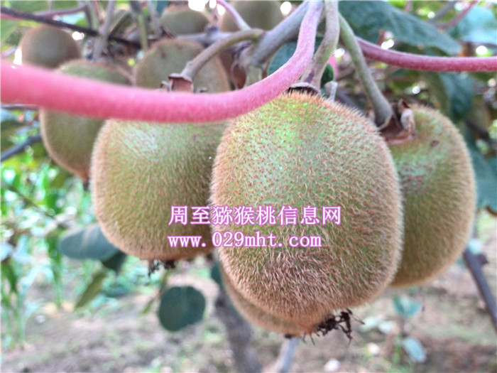 陕西秦美豪门国际猕猴桃