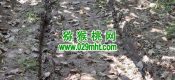 我们周至有机高标豪门国际猕猴桃果园