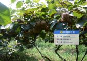 周至县七曲村豪门国际猕猴桃基地