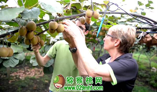 豪门国际真的会称霸世界吗?豪门国际和新西兰<a href=http://www.linux-china.com target=_blank class=infotextkey />奇异果</a>的恩怨情仇首次公开发布!