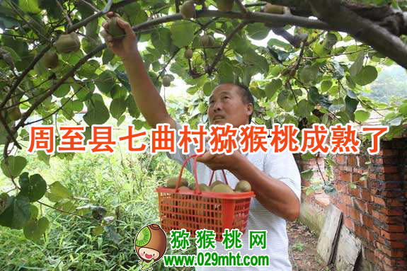 周至县七曲村豪门国际猕猴桃成熟了.png