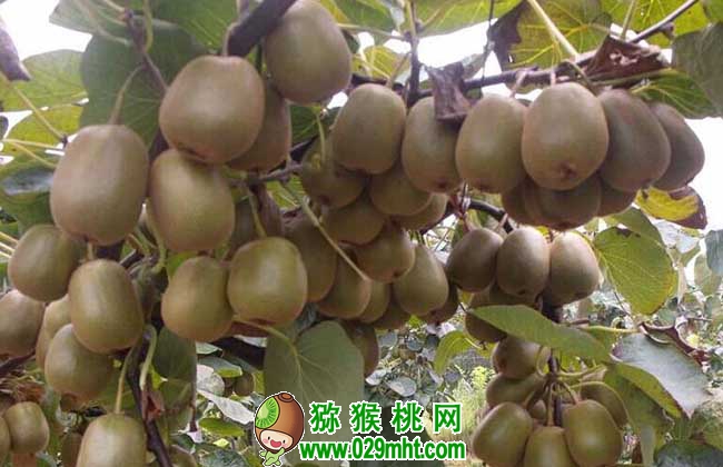 豪门国际猕猴桃种子价格