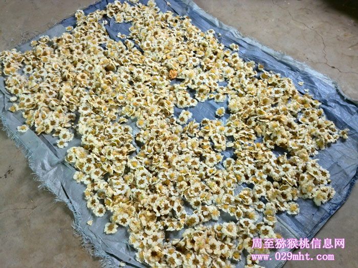 豪门国际猕猴桃采花粉实拍画报