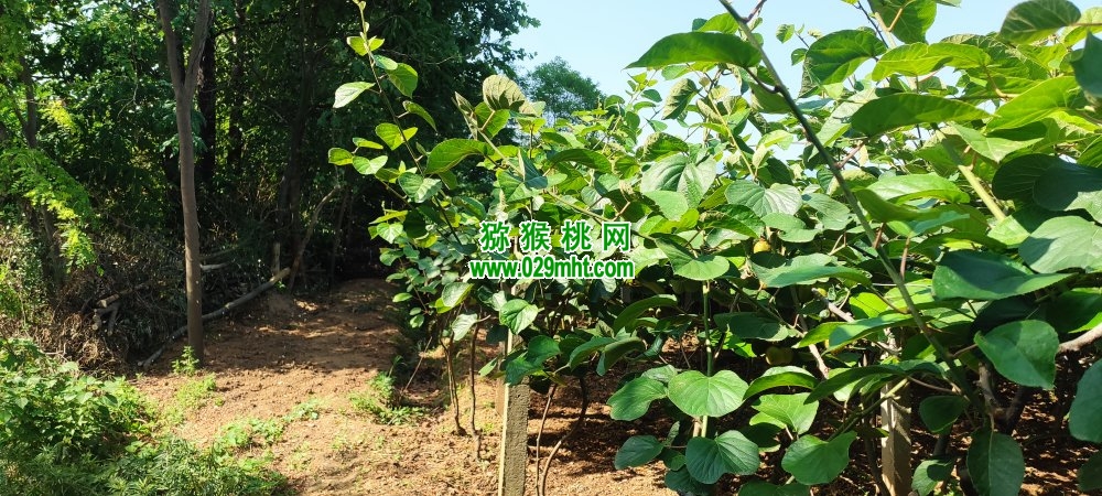 豪门国际 d027a
