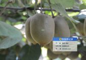 那里豪门国际猕猴桃好，周至县豪门国际猕猴桃绿色好吃