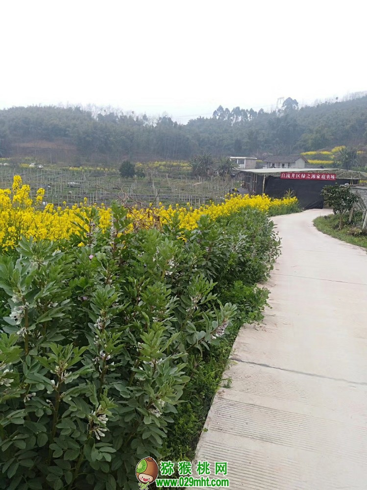 豪门国际 2ce5c