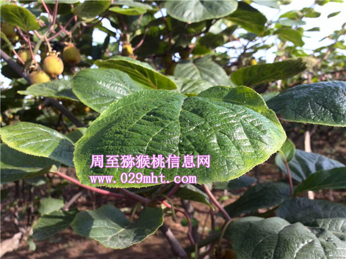 陕西豪门国际猕猴桃叶子