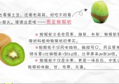 周至豪门国际猕猴桃宣传图片素材