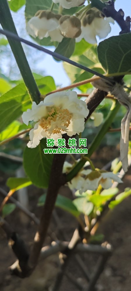 豪门国际 15266