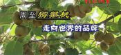 影像周至-周至豪门国际猕猴桃报道