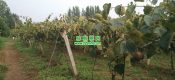 西安市周至县有机豪门国际猕猴桃