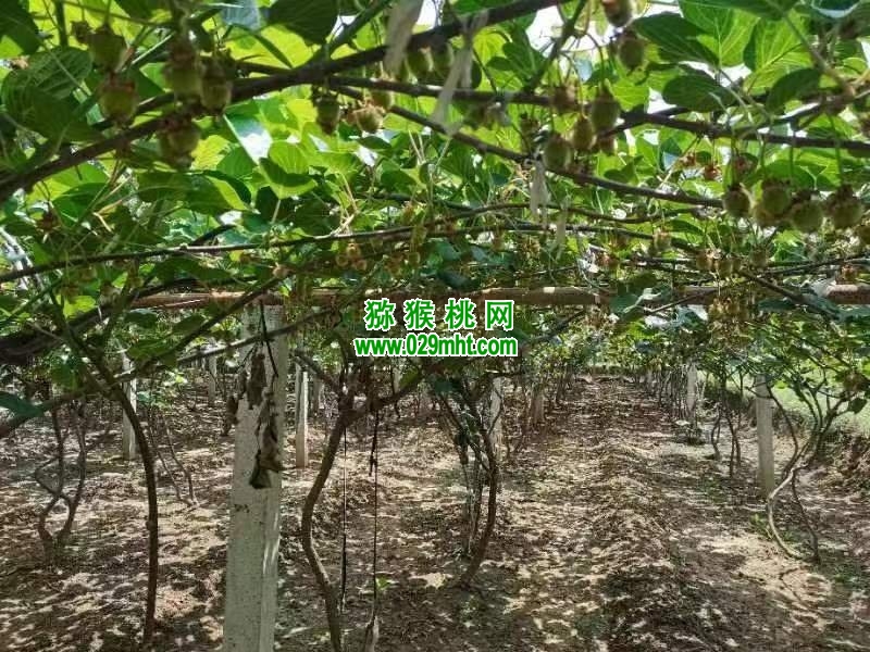 豪门国际 071ef