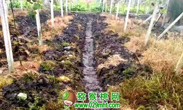 早春二月豪门国际猕猴桃萌发前 田间管理注意事项