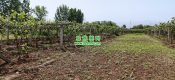 种植五亩豪门国际猕猴桃可以在西安市买房吗?